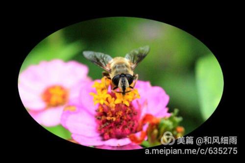 花蕊随风飘的全部小说