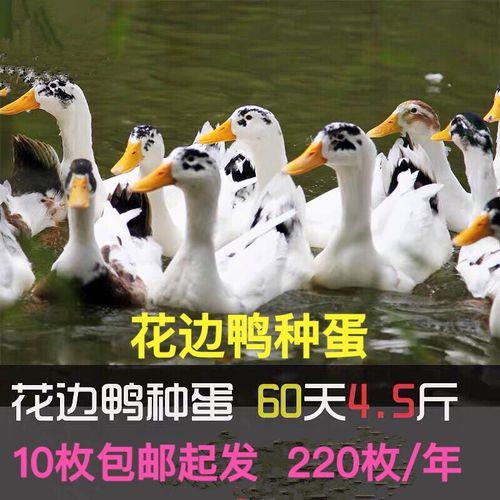 番鸭下蛋后多长时间再下一次蛋
