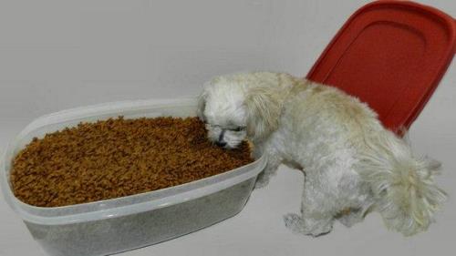 狗粮不适应狗狗多久会有变化