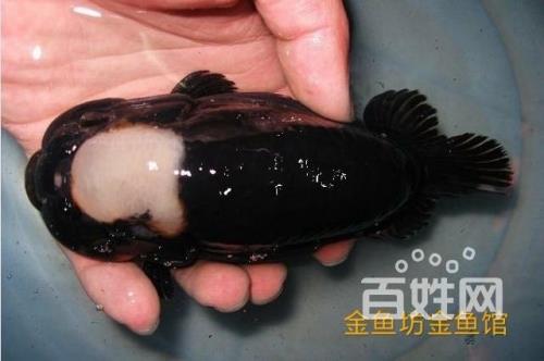 兰寿鱼缸爆氧的坏处