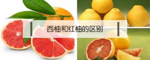 红柚和西柚是一个吗