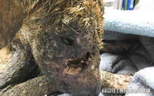 蛆死后什么状态