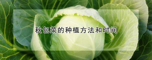 包菜多大能移栽