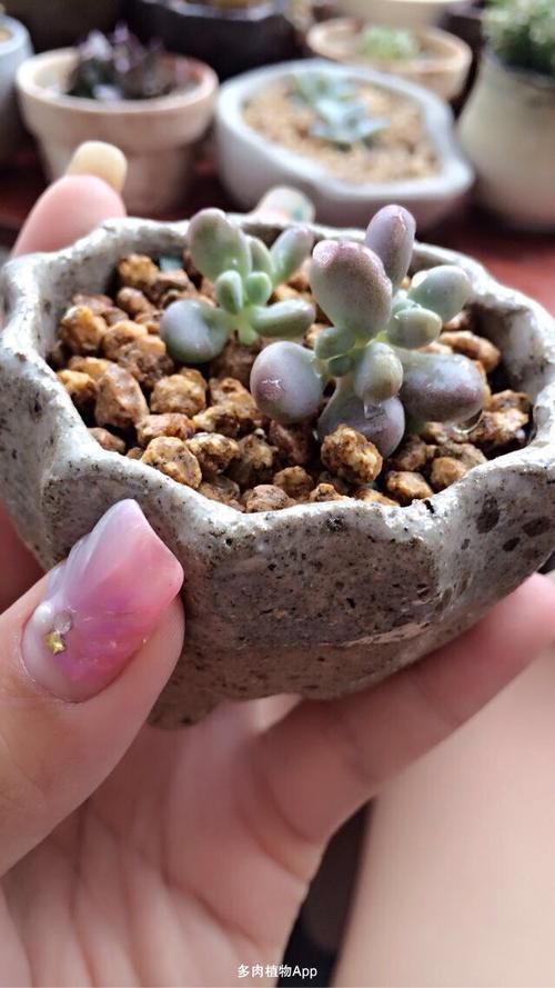 桃花珍露换什么宝宝划算