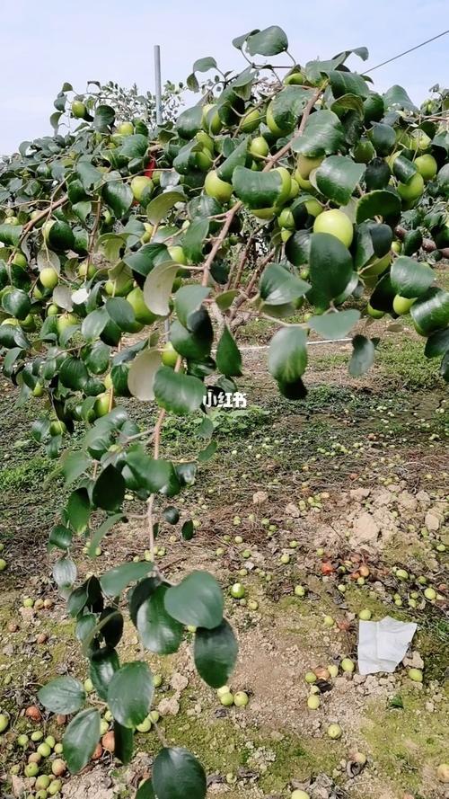 广东适合种什么品种大青枣