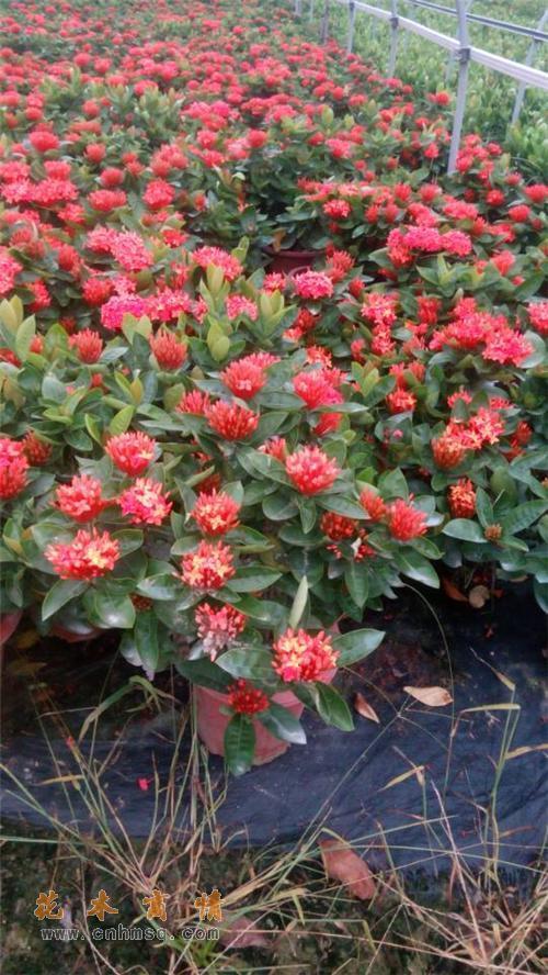龙船花和海岛龙船花有什么区别