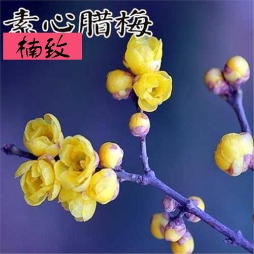水梅花小苗怎么养成大苗