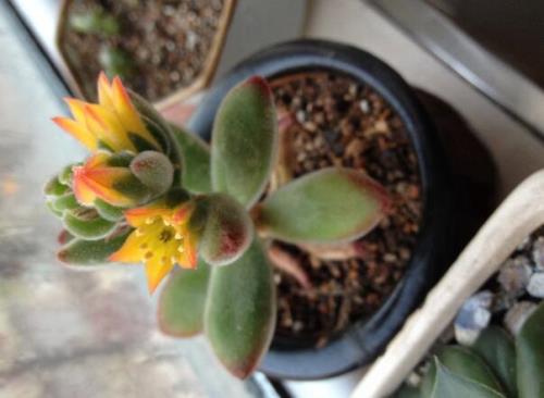 多肉唐卡开花了剪不剪