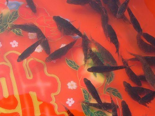 石斑鱼孵化14天大概多大