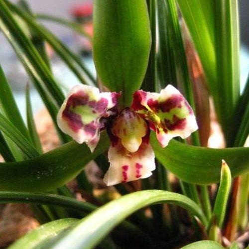白兰花有花苞了怎么养护