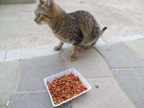 小猫多久能饿死