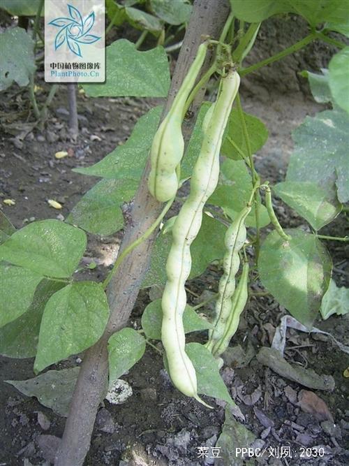 芸豆和菜豆哪个出苗快