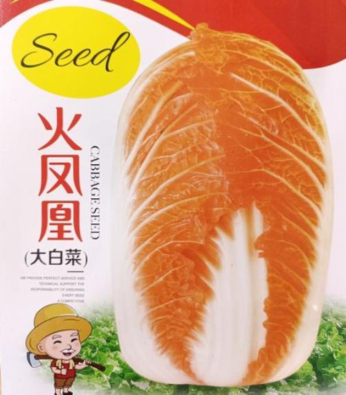 火凤凰大白菜是真的吗