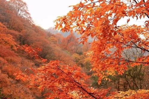 乐山冠英红叶最佳地点