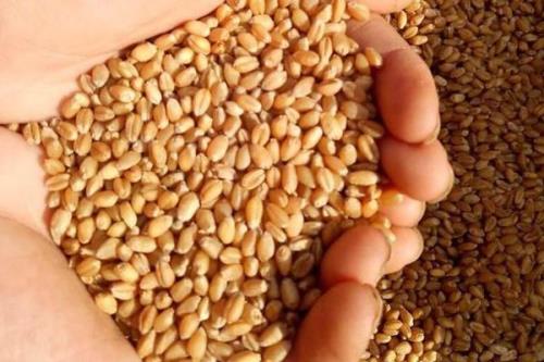 100斤小麦47个水分晒干后剩多少