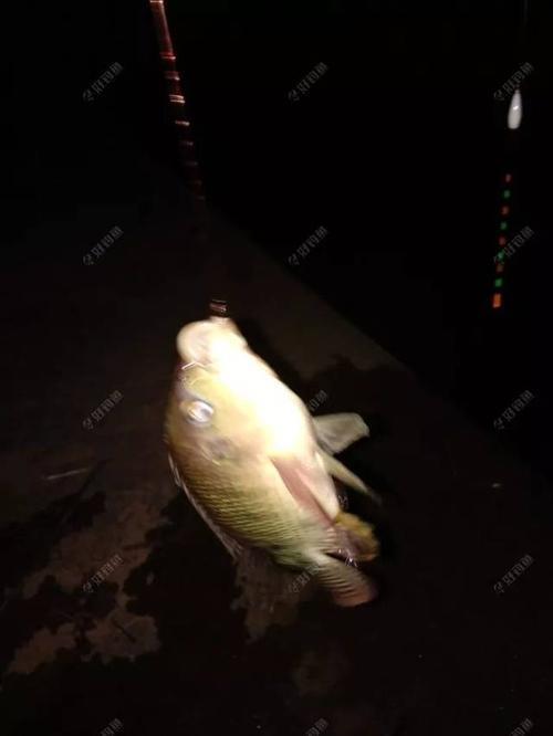 夜钓野河罗非一米水深怎么钓