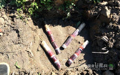 甘蔗根部来年发芽吗