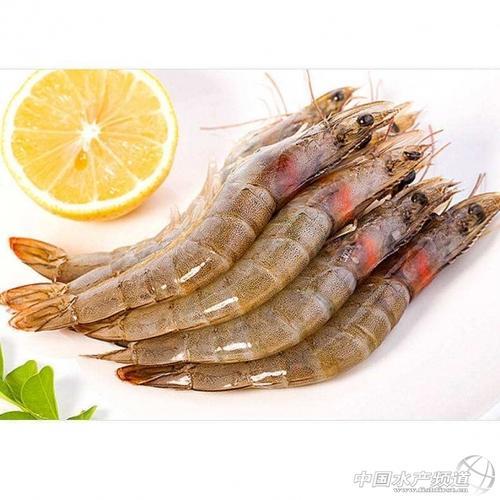 明虾怎么养才能活得久