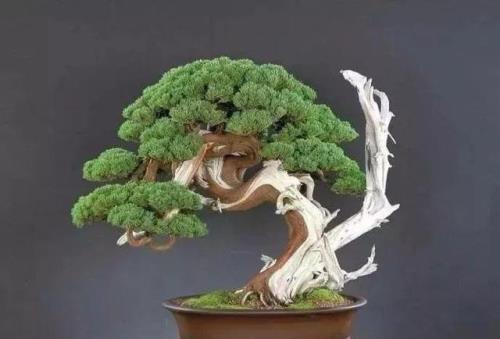柏树高压为什么不生根