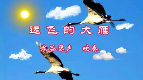 远飞的大雁歌词属于哪首歌