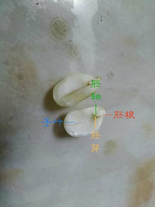 华一罗汉花生种子详解介绍