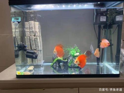 养七彩需要加鱼缸盖吗