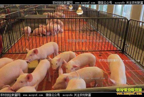 一起养猪38级12只猪一天赚多少