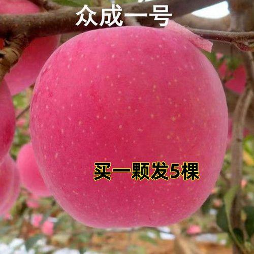 众成六号苹果品种介绍