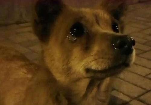 狗狗去世我姐整天痛哭怎么办