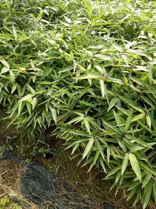楠竹小苗几年能长大