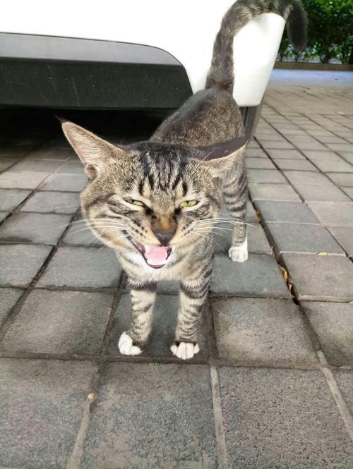 狸花猫可以放在野外吗