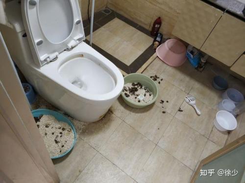 呆猫三分钟好不好