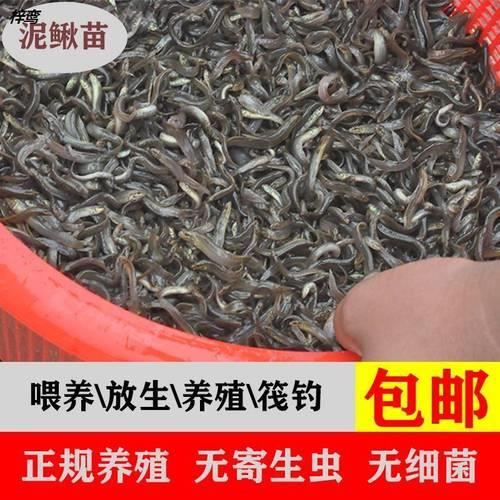 泥鳅放瓶子里盖着能活多久