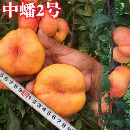 中蟠7号毛蟠桃优缺点