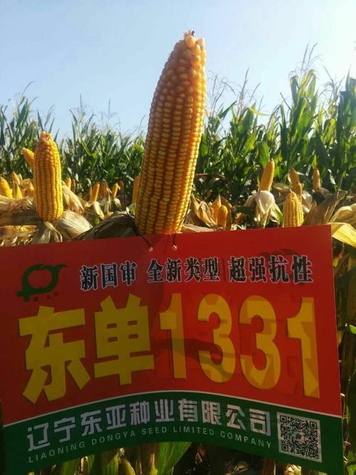 东单1971和1331哪个好