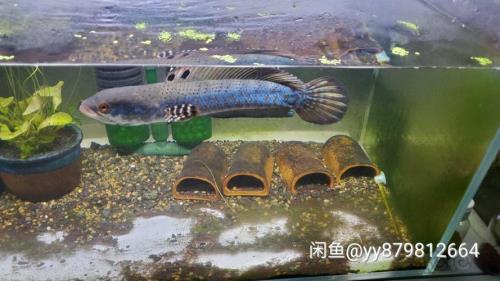 冰与火之歌雷龙孵化方式