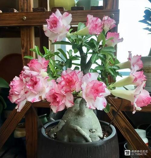 沙漠玫瑰地栽能长多高