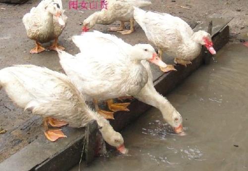 正番鸭养了很轻用什么药