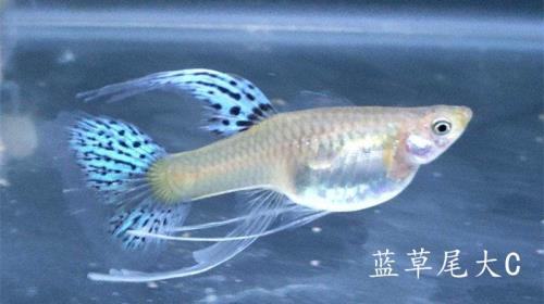 孔雀鱼公母怎么搭配