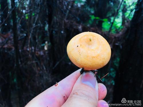 玉米棒种蘑菇能采几年