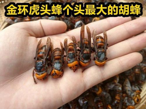 100斤虎头蜂有多少老蜂
