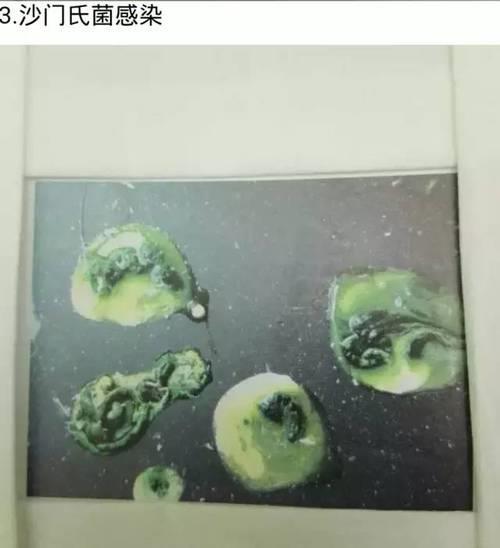 什么动物可以吃鸽子粪便