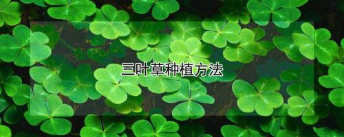 三叶草怕干还是怕水