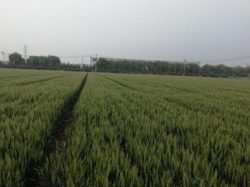 莘麦818审定公告