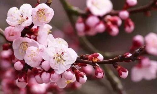 锦州有梅花吗