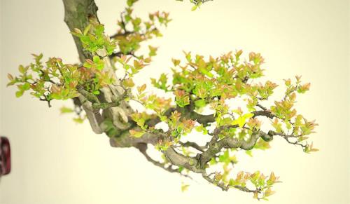 雀梅几年可以开花结果