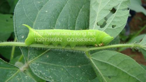 菜上的旱虫用什么治