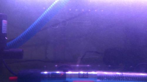 新鱼缸水白蒙蒙怎么回事