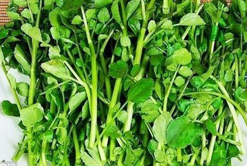 西洋菜为什么叫西洋菜
