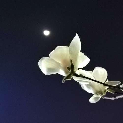 为什么月夜那么迷人
